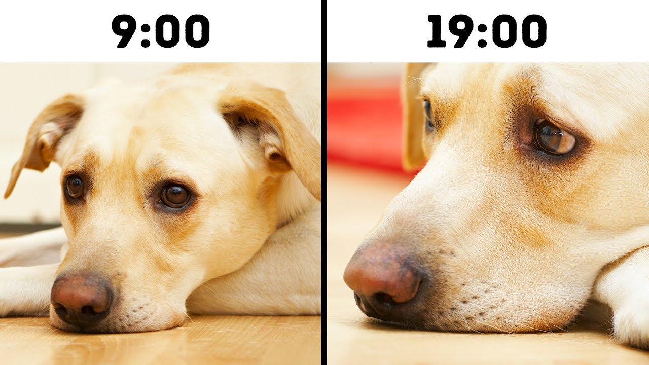 10 Erros Comuns Que Encurtam A Vida Dos Nossos Pets