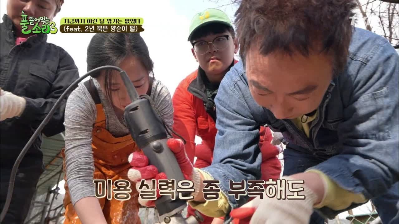 울프컷으로 할까유? 풀뜯소, 2년 묵은 양털 깎다 happyfarmers_expedition 190422 EP.4