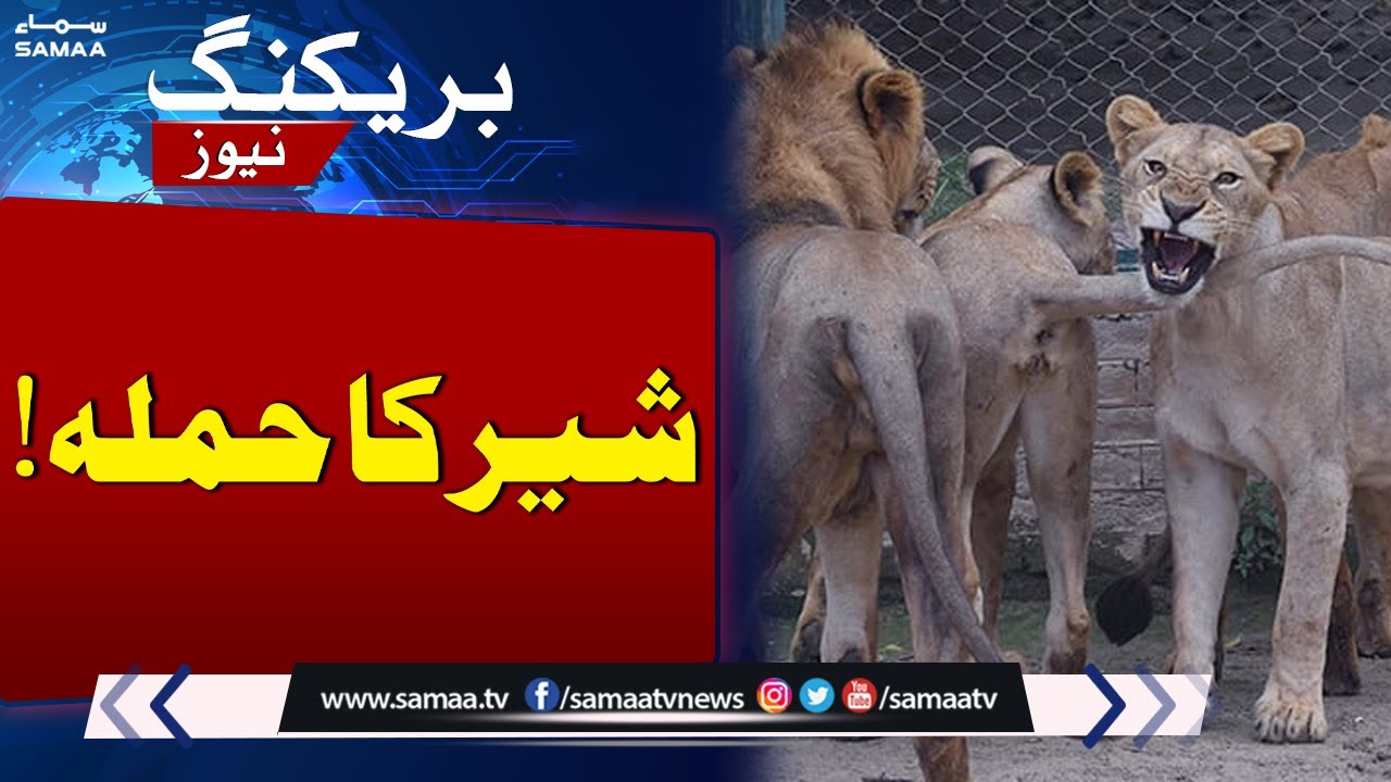 Breaking News: Lion Attack in Johar Town Lahore | SAMAA TV