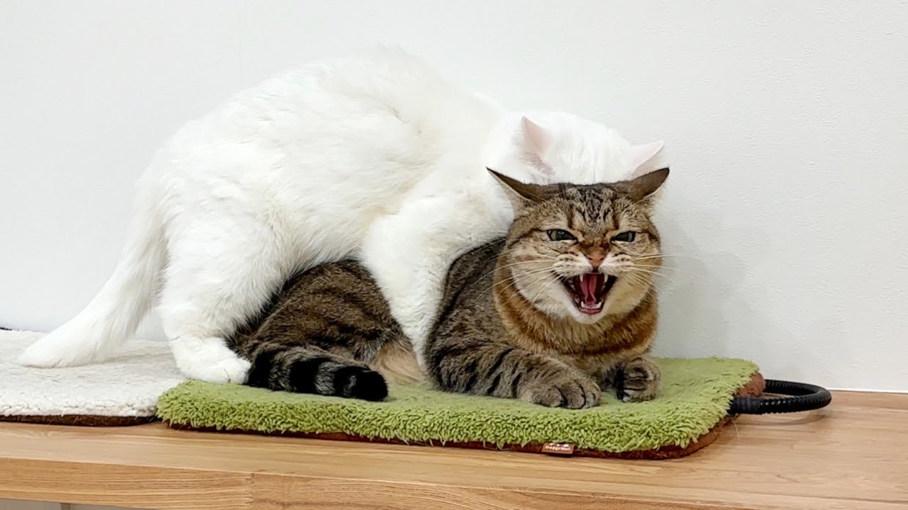 寝込みを襲われて思わず「シャー」しちゃう猫！