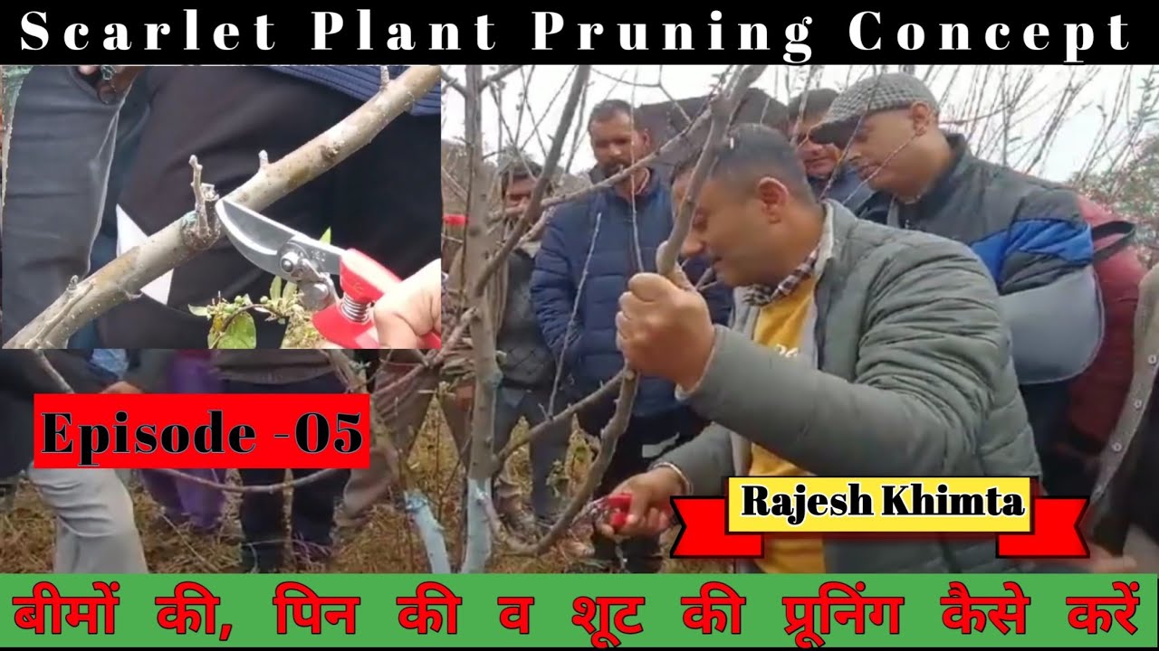 Scarlet Spur Pruning | Bud, Pin & Shoot Pruning | Rajesh Khimta | Himalayan farming |Pruning Session
