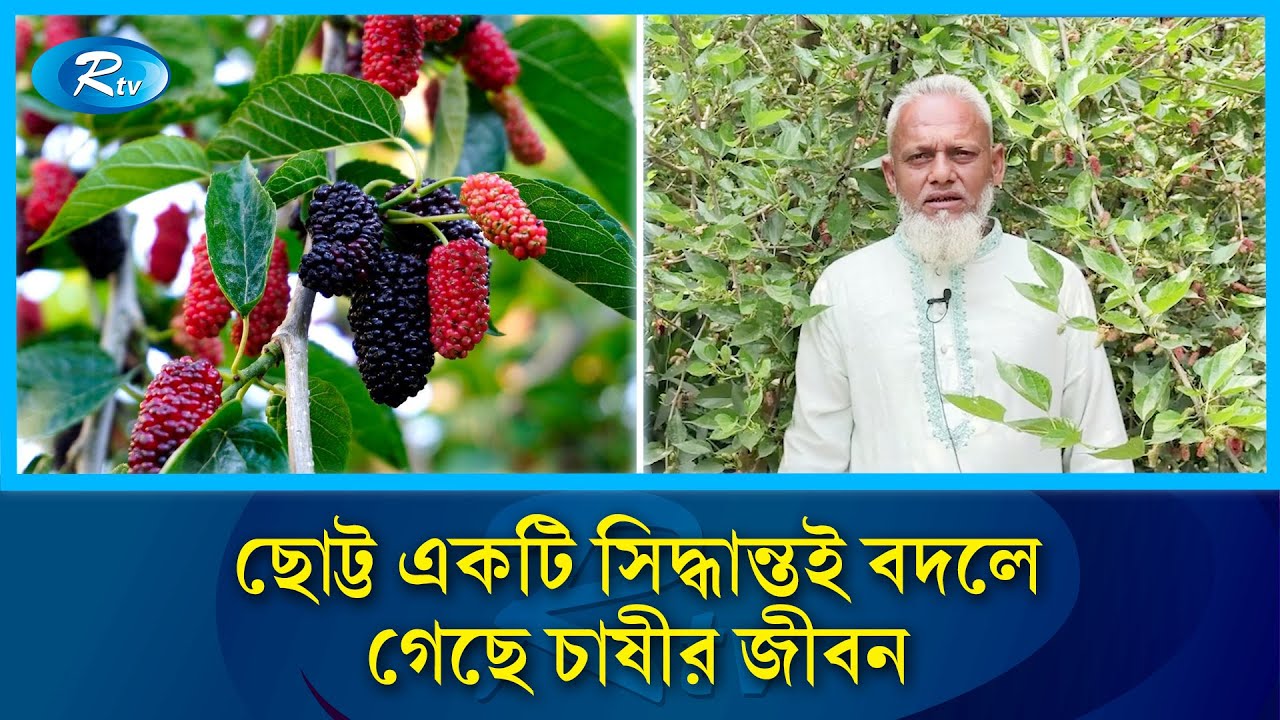 মালবেরি বিনামূল্যে দিয়েও বিক্রি হচ্ছে রমরমা | Mulberries | Rtv News