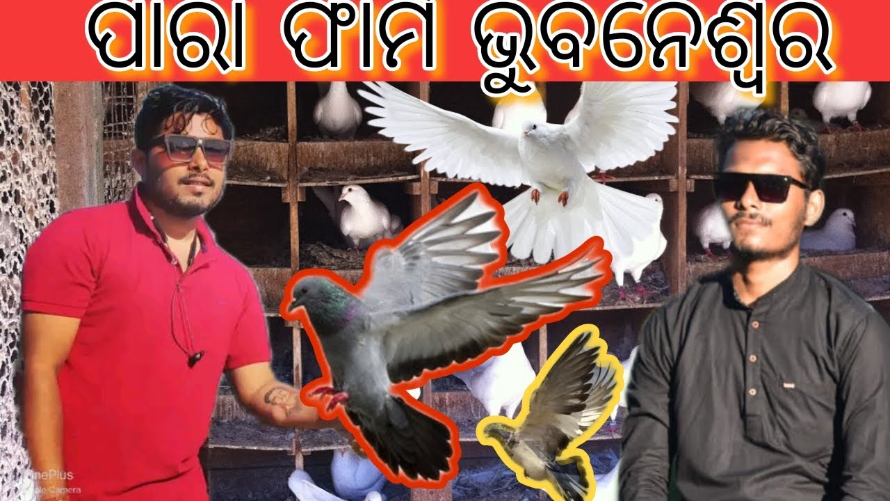 Visit Pigeon Breeding Farm In Odisha || Pigeon Breeding And Care Treatment In Odisha