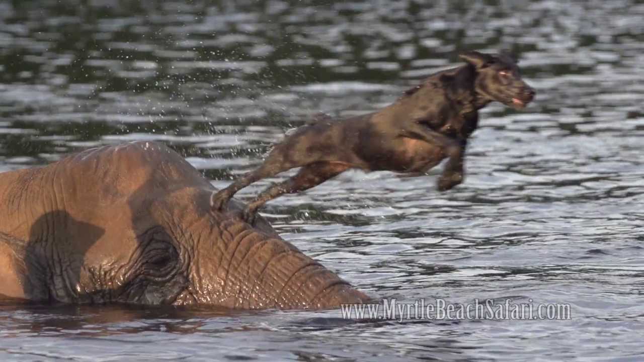 Elephant and Dog - Bubbles and Bella Best Friends