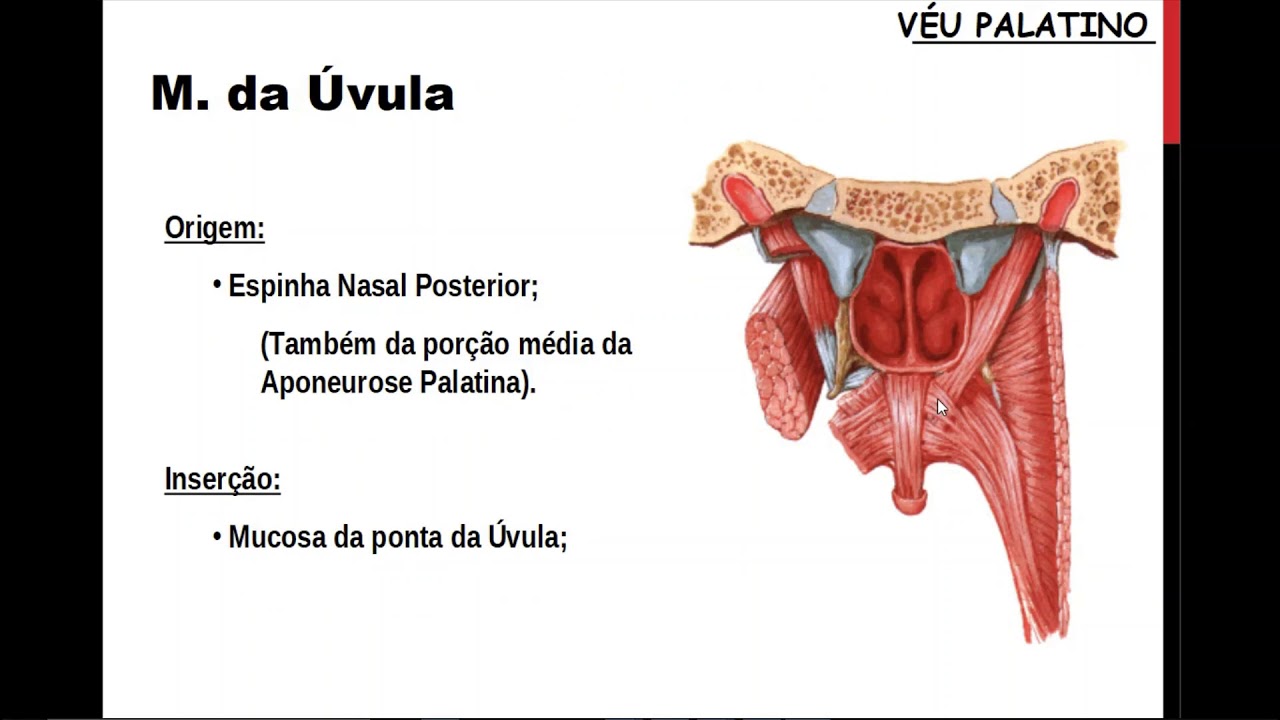 Músculos do véu palatino e lingua 2020 1