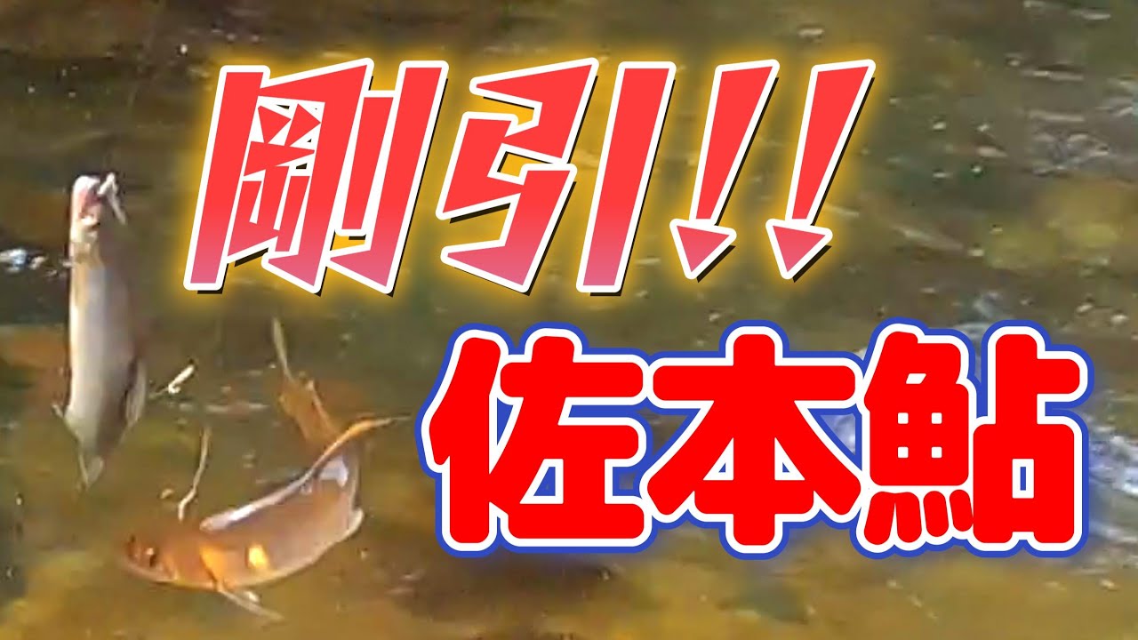【鮎釣り】おっちゃん、コテンパンにやられる