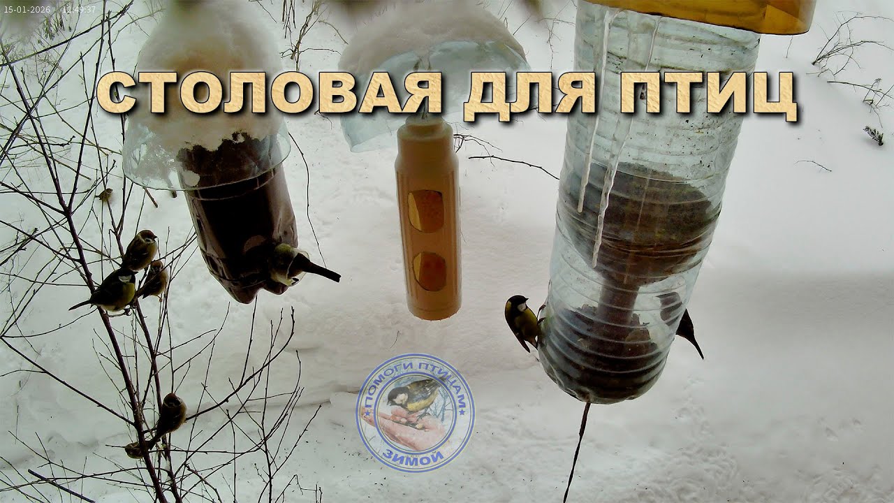 Кормушка для птиц 15 января 2026 года (09)