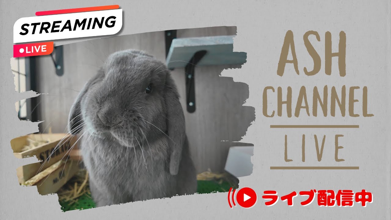 【LIVE】アッシュの日常を配信中◆Life with rabbits・holland lop ASH