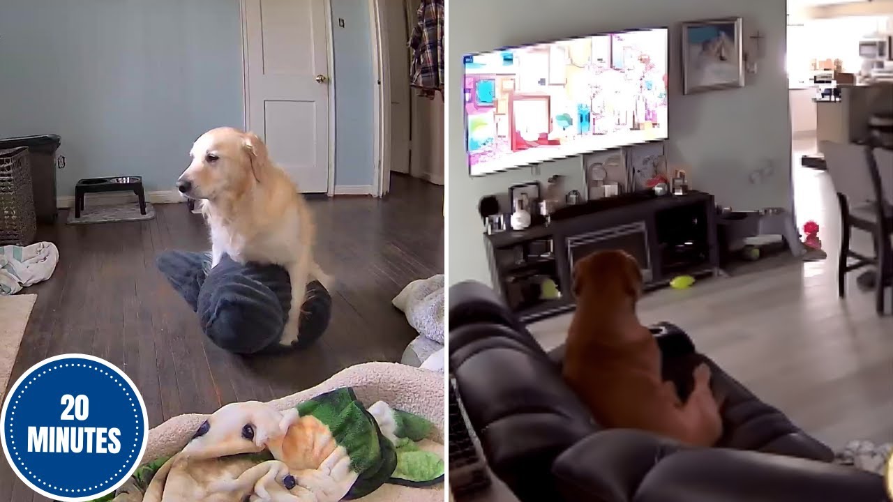 Secret Life of Pets Caught on Camera 🐕🐾 | Funniest Animal Moments 2025!