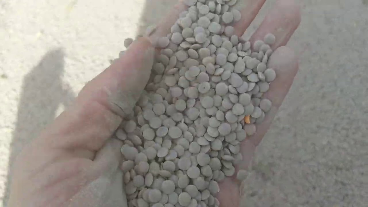Cutting Red Lentils