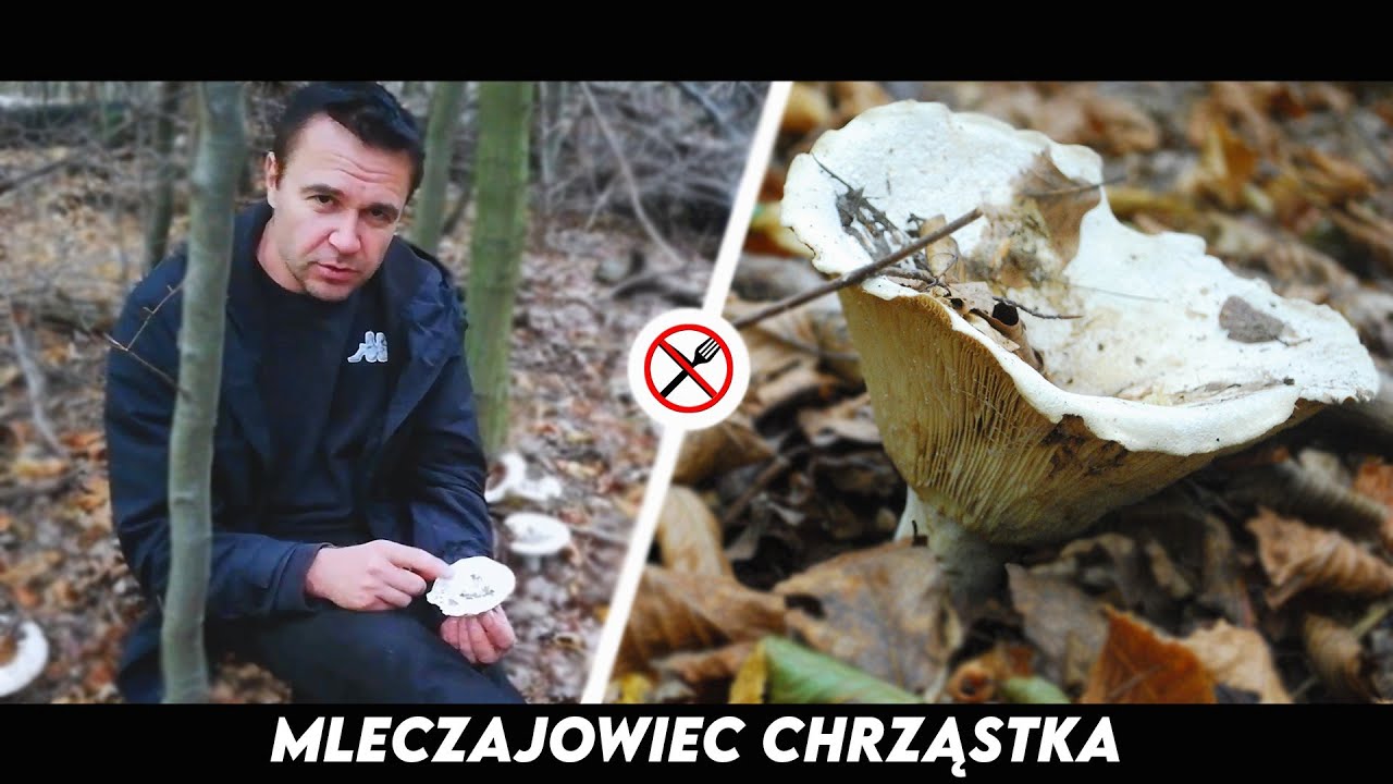 Mleczajowiec Chrząstka - wielki ale bezwartościowy!