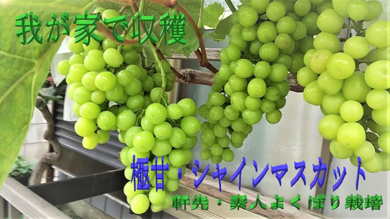 シャインマスカット露地栽培  我が家で収穫　呼び接ぎ木軒先栽培