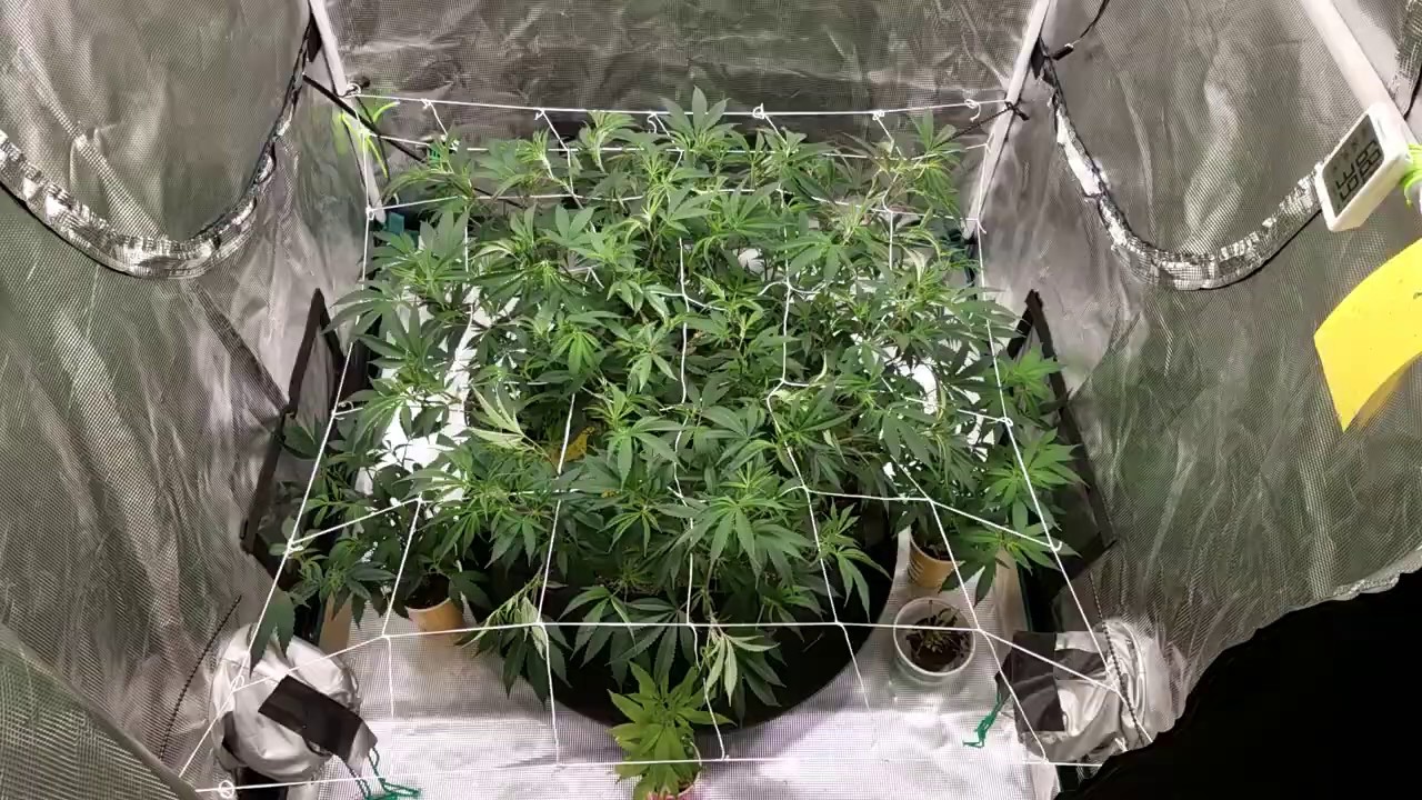 Grow 4: Milk n Cookies Huge Plant Grow Veg Update, HLG 260 3x3