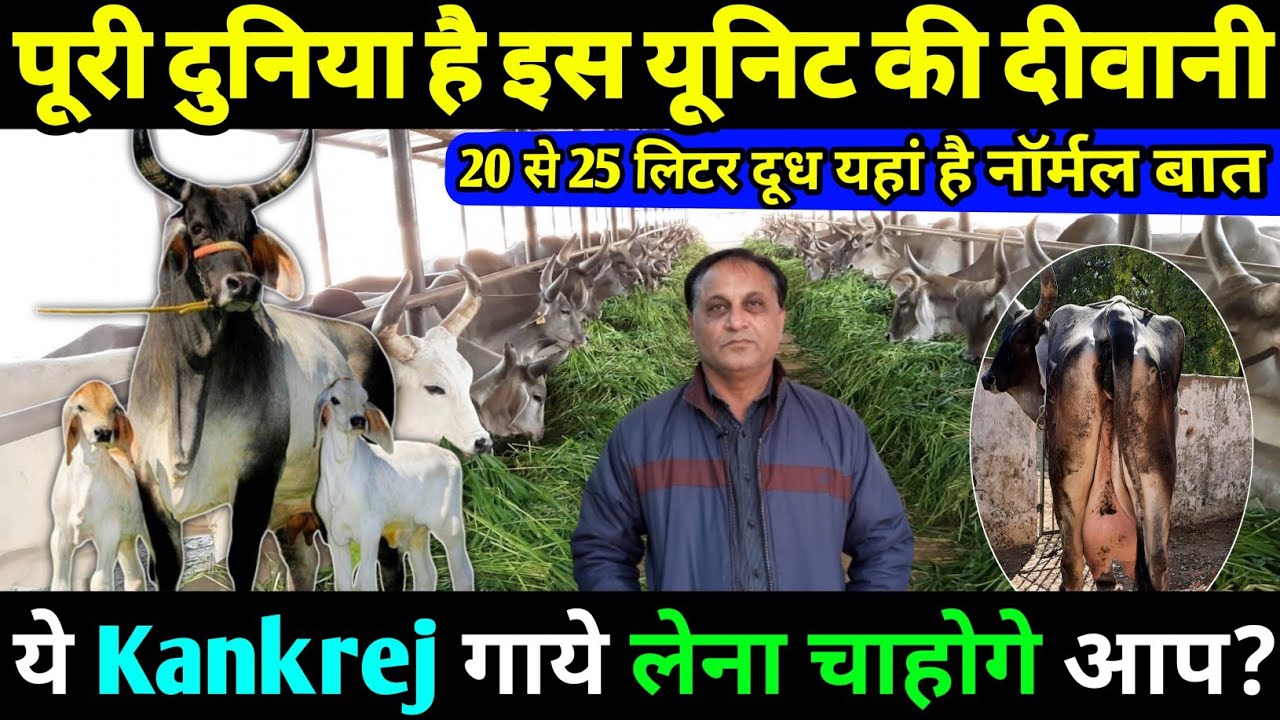 दांतीवाड़ा की अदभुत कांकरेज गाये पहलीबार you tube पर👌dantiwada kankrej💥dantiwada pure kankrej gay.