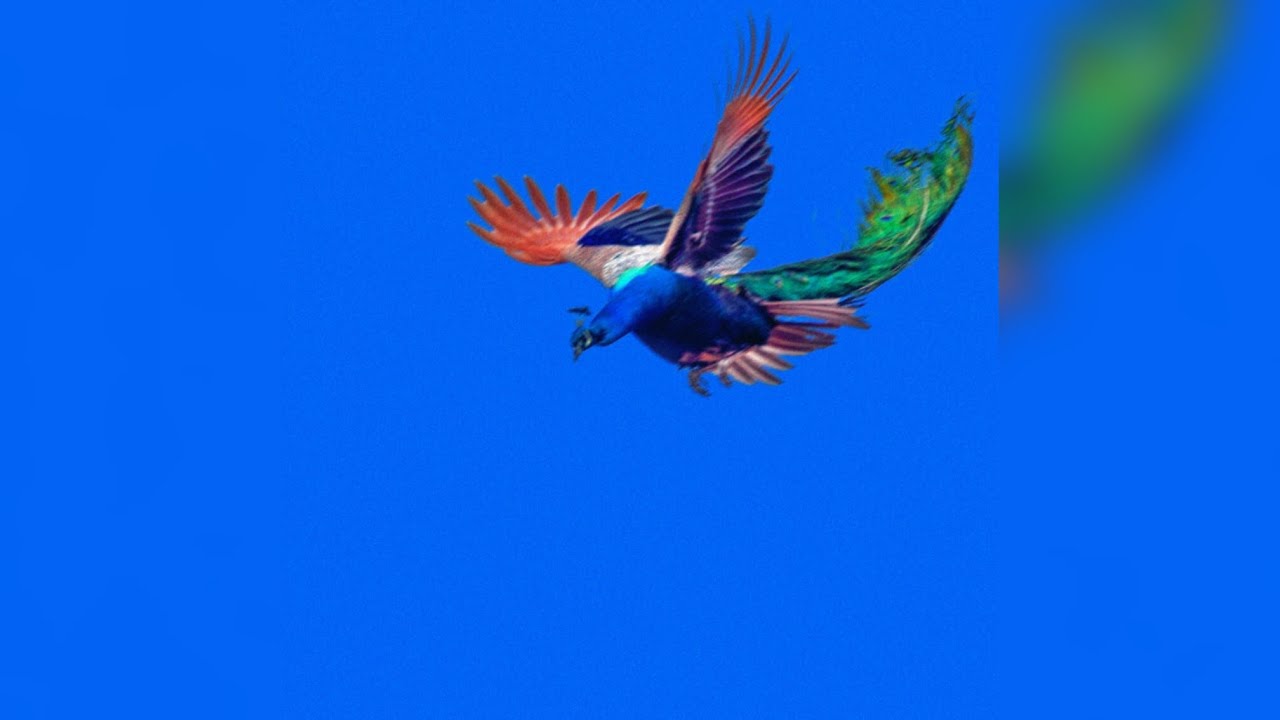 Den Den, - Tawsen [SLOWED]♾️❤️
