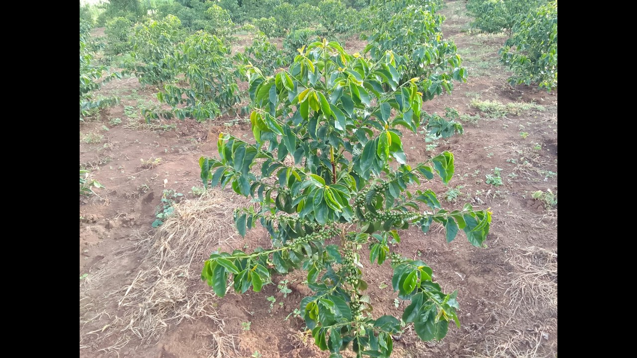 Essential Sustainable Coffee Growing Techniques You Can't Miss!