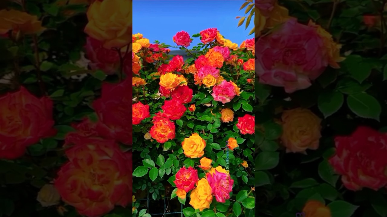Thousands of Blooming Roses 🌹 | Peaceful Flower Garden Tour