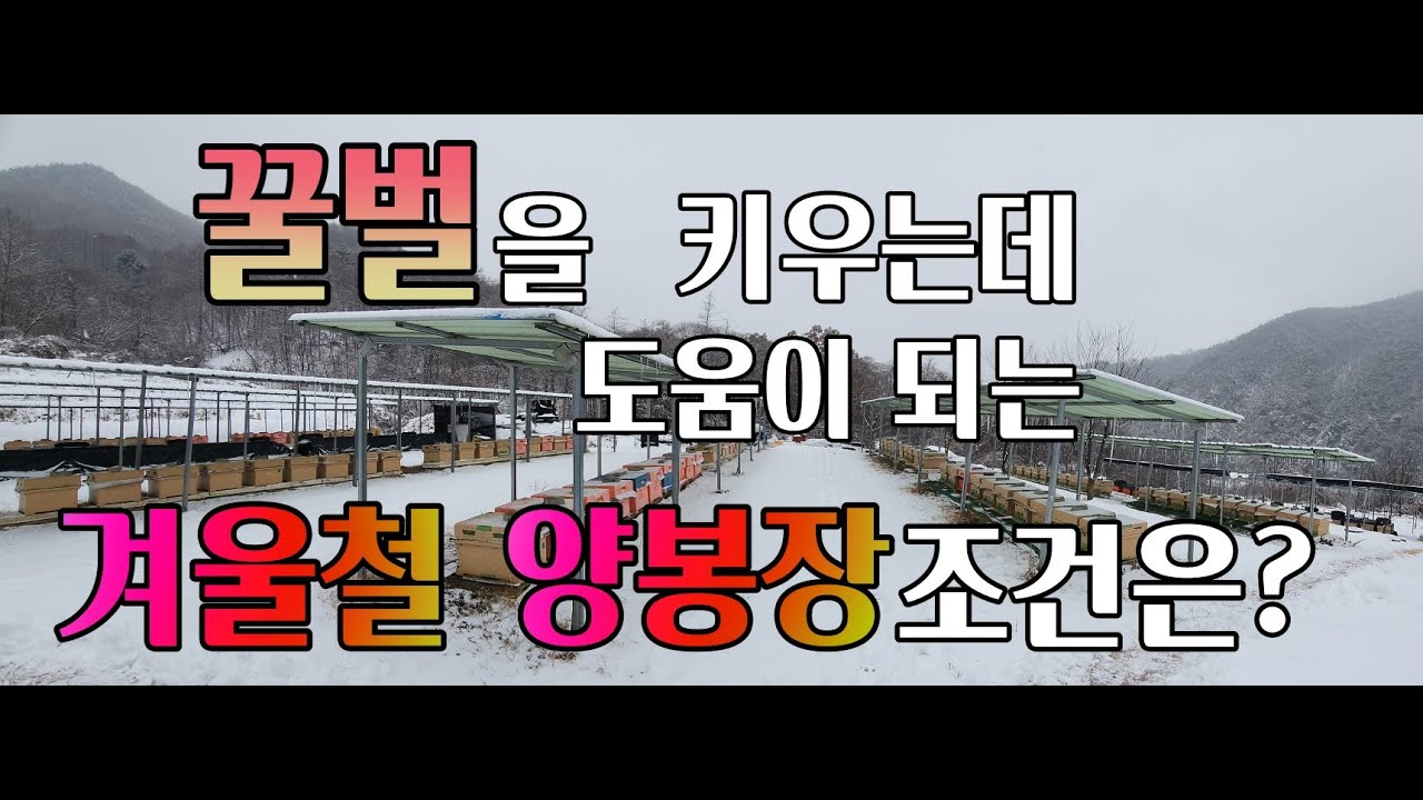 꿀벌을 키우는데 도움이 되는 겨울철 양봉장의 조건은 어떤 것이 있을까요.