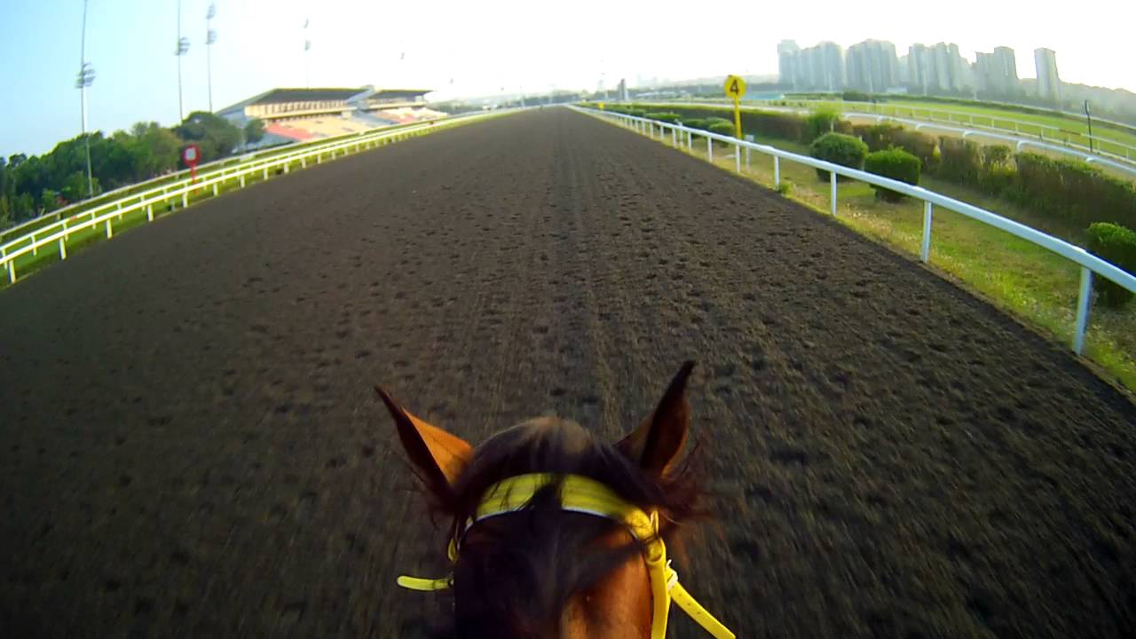 5 TEMMUZ 2016|İSTANBUL VELİEFENDİ HİPODROMU|2 YAŞLI DİŞİ İNGİLİZ TAYI|JOKEY KAMERASI İLE|1000m GALOP