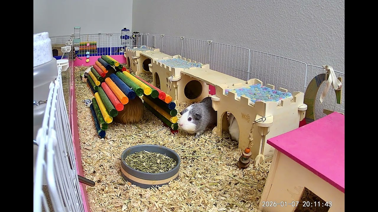 #guineapig shenanigans. My guineapig herd is impatiently waiting for #food 