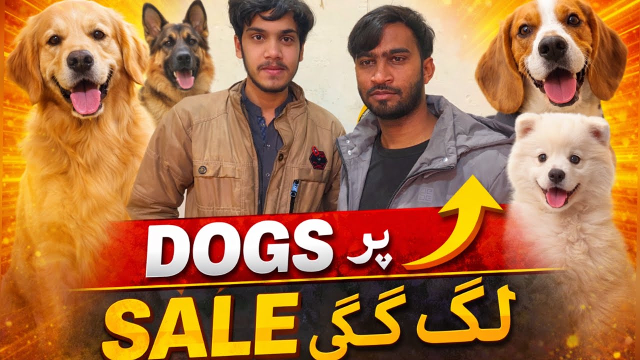 Dogs Par Sale Lag Gayi 😱| Rawalpindi College Road Dogs for Sale In 2026 | Shahzain Animals Vlogs