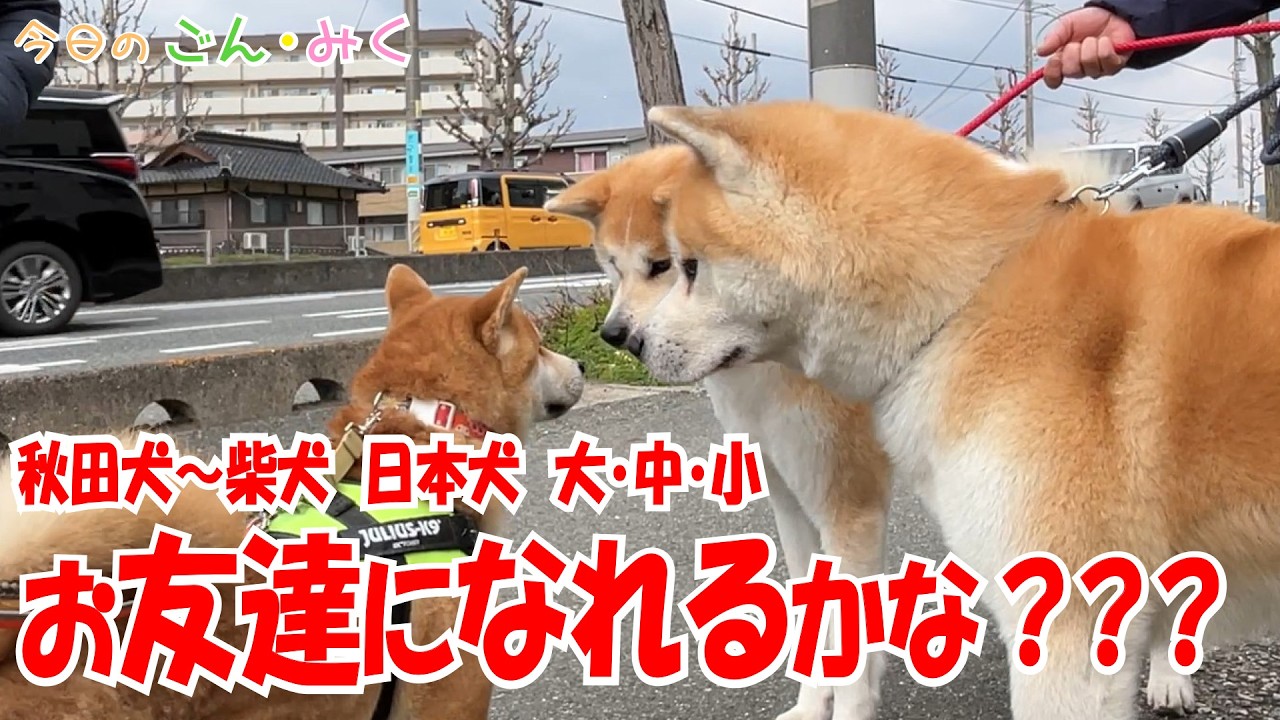 秋田犬～柴犬　日本犬　大・中・小秋田犬「お友達になれるかな？？？」　今日のごん・みく　【ごん・みく チャンネル】