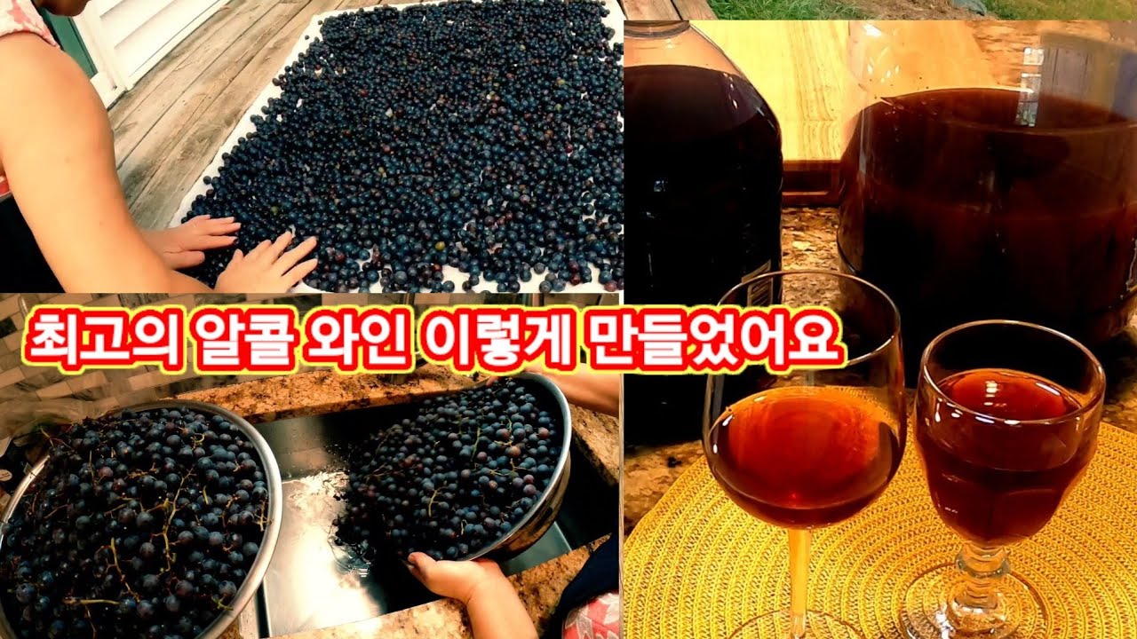 포도 와인 이렇게 하니 최고 이네요 2가지 방법 / 높은 알콜 만들기