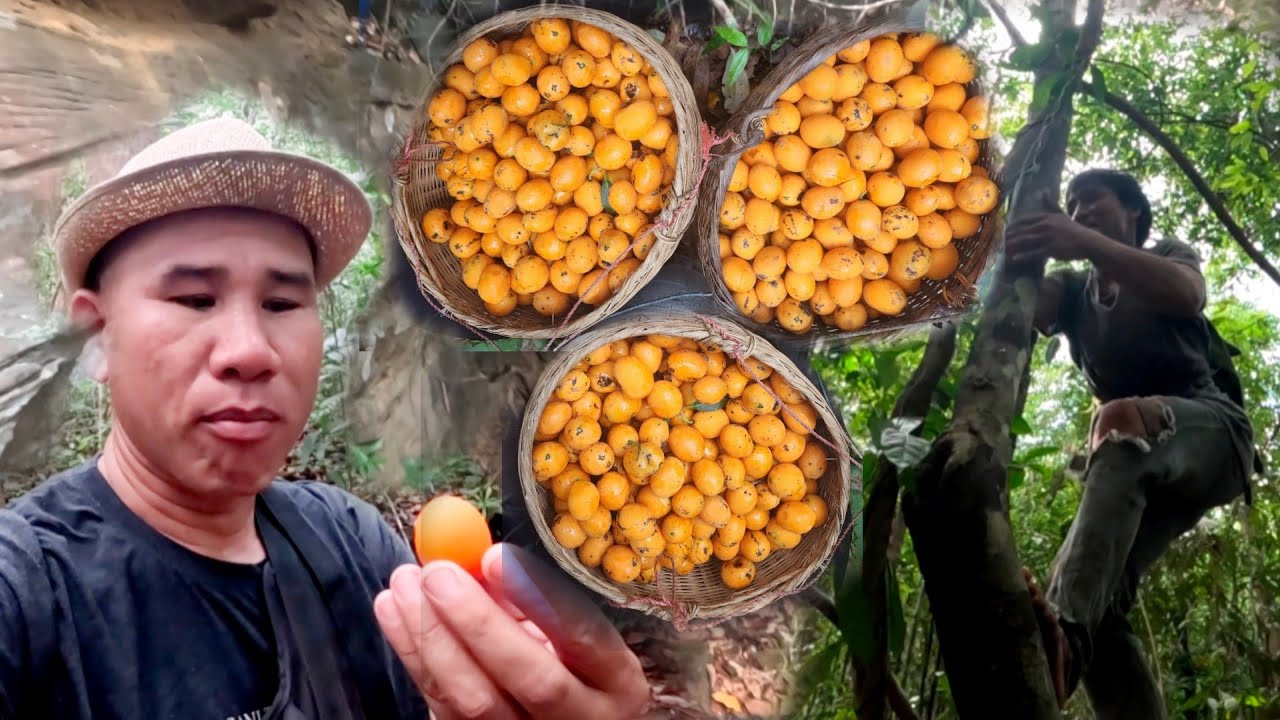 ຂຶ້ນພູສູງຫາໝາກປາງ//ขึ้นภูเขาสูงหาหมากปลาง