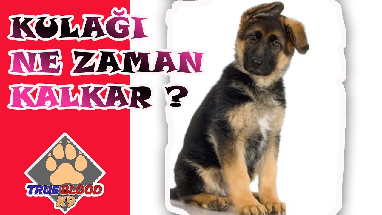 Köpeğimin Kulağı Ne Zaman Kalkacak - Alman Kurdu Yavrusu Kulağı Ne Zaman Dikleşir
