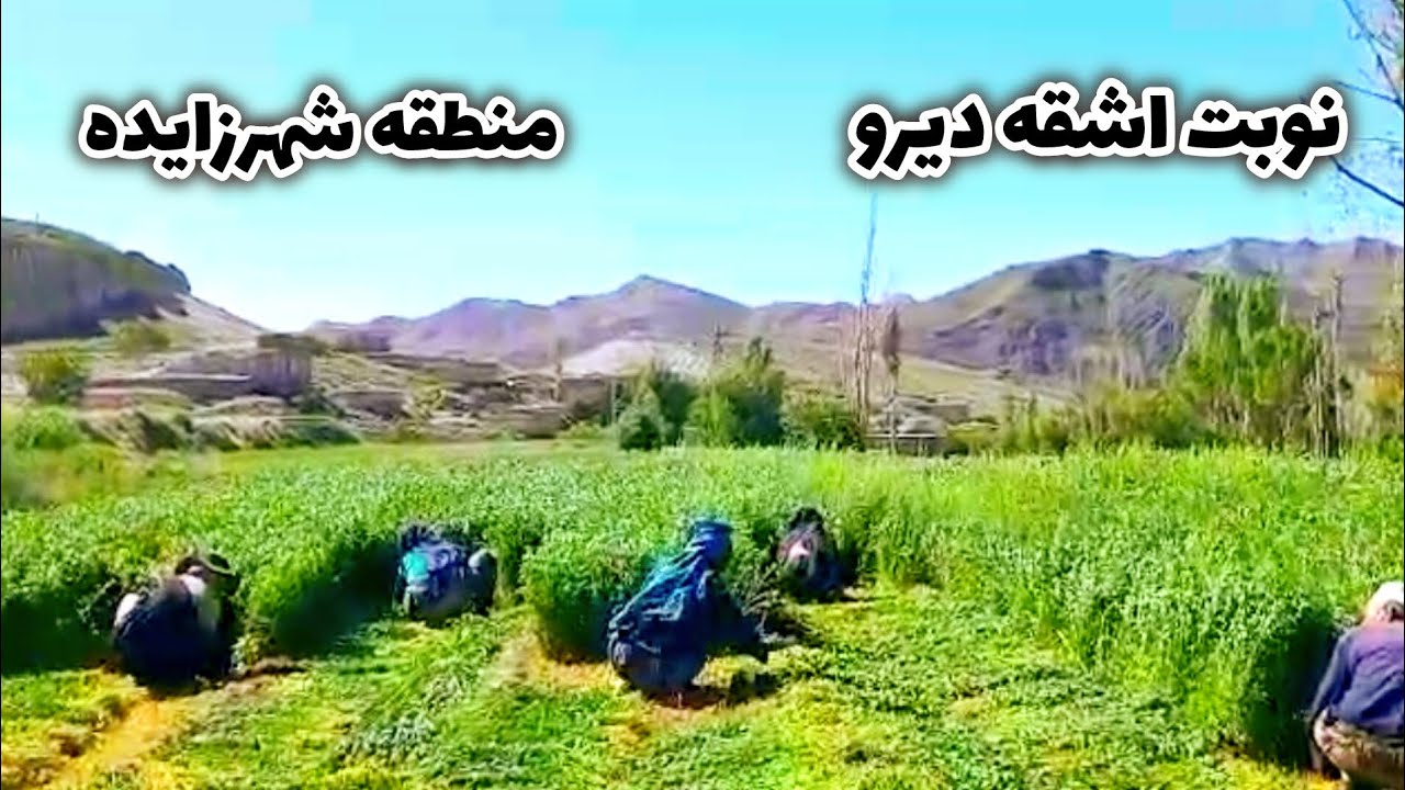 امروز  نوبت اشقه دیرو داشتیم |Afghan Village| #جاغوری # jaghori