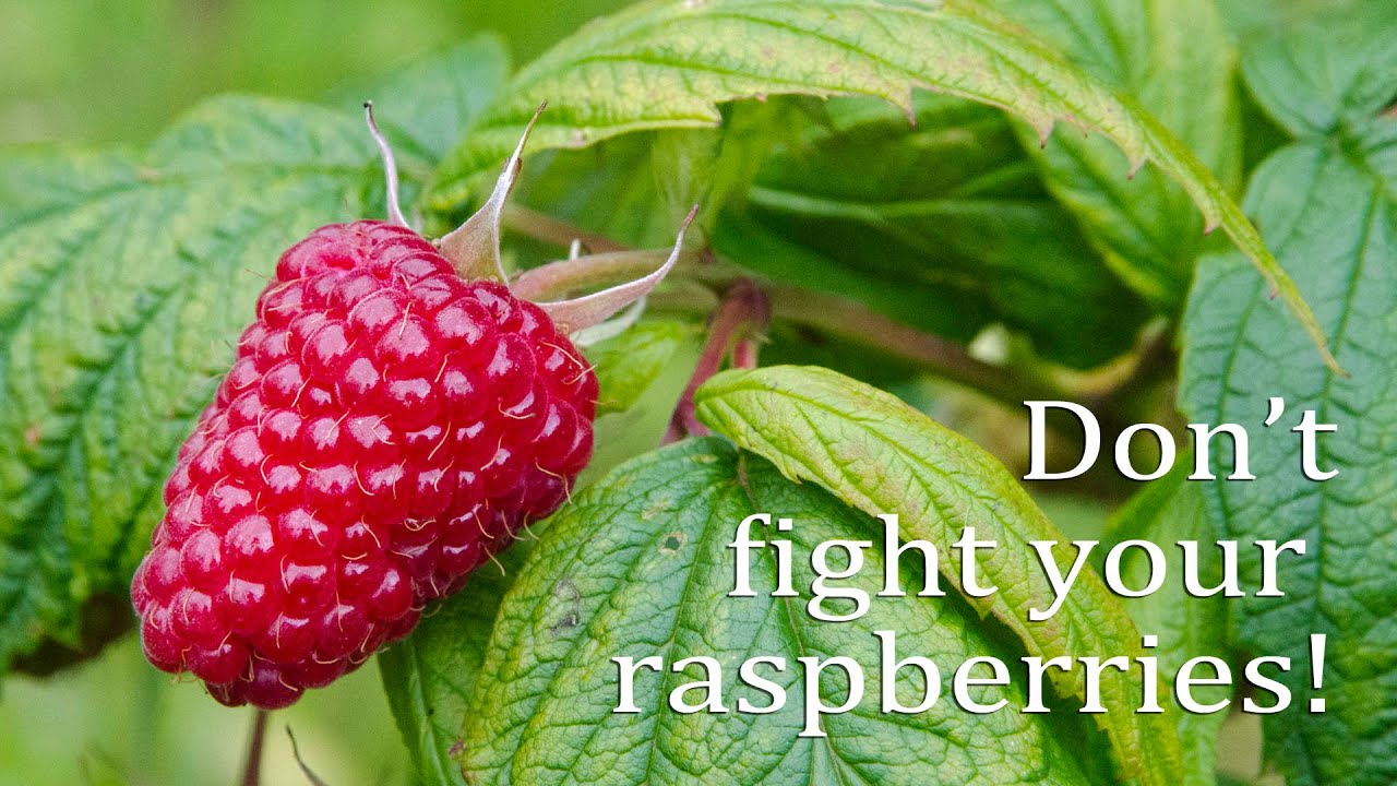 Don't fight your raspberries!
