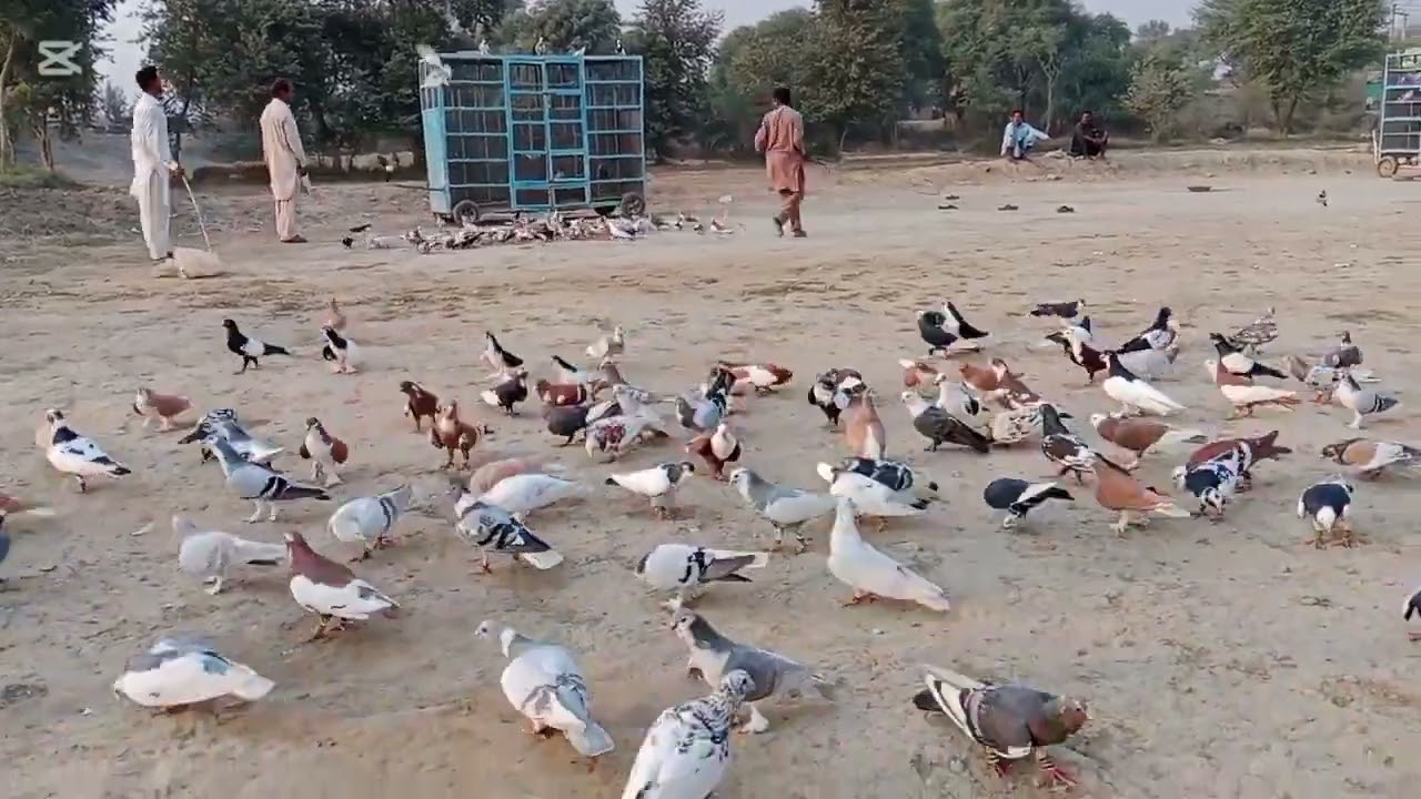 New video Karootar baaz i love ❤️🕊️💐👌vip Karootar please 🙏 subscribe 🕊️👍viral shots video 🕊️👍🌹👌
