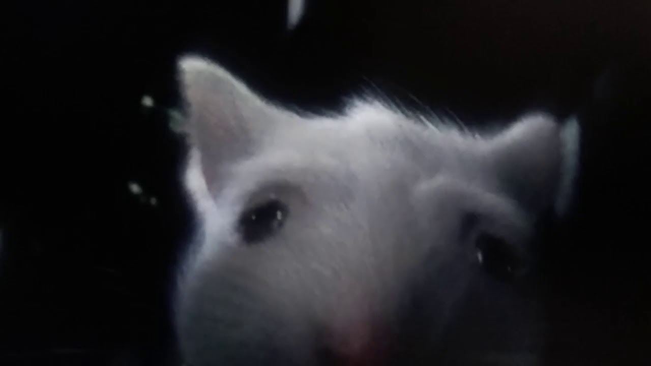 Stuart Little Escena De Gatos🐱🐁