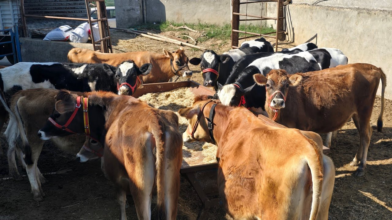 🔥11 cows 🐄 loading To gujrat ❇️ Rate??🤔🤔  @Sarbcheemadairy 75080 23218