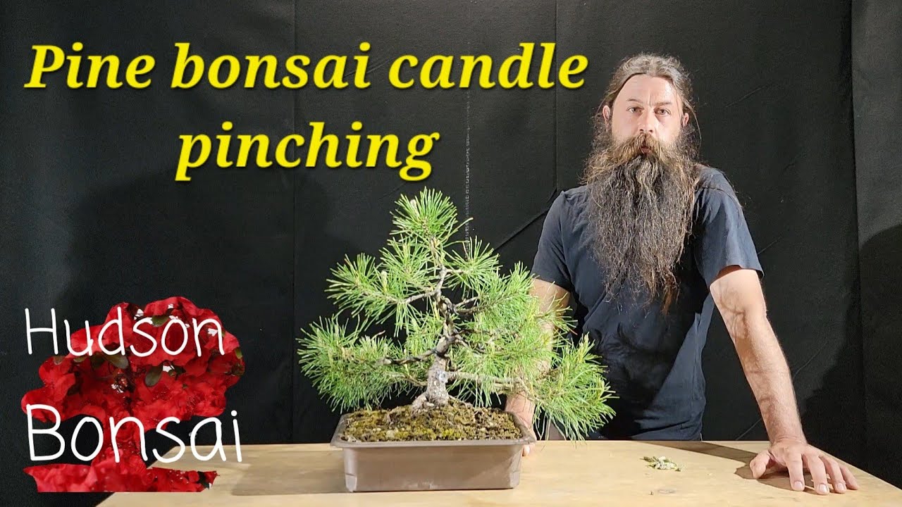 How to pinch candles on a pine bonsai