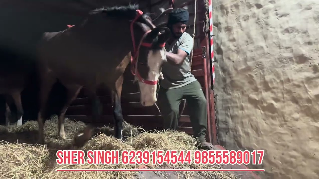 ਚੱਕੋ ਮੁਕਤਸਰ ਤੋ ਲੈ ਆਏ ਟਰੱਕ ਭਰ ਕੇ 