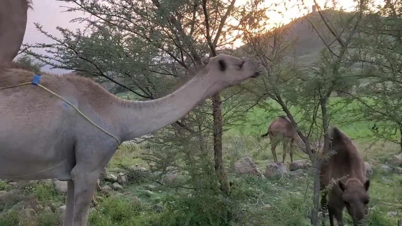 ٢٠ فبراير ٢٠٢٦