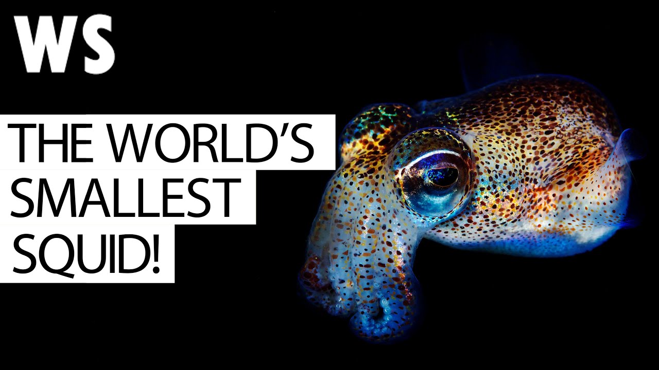 How Bobtail Squids Work: Illuminating the Hidden World