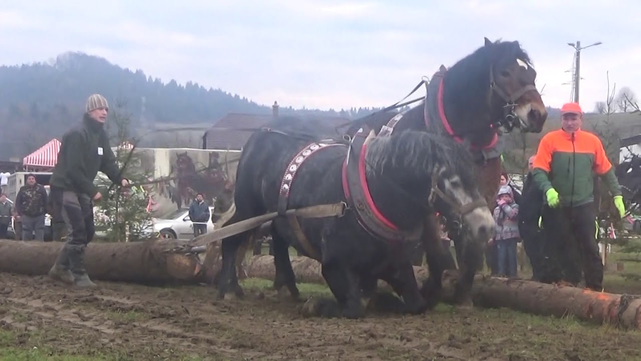 Tarzan a Herkules, víťazi ťažkého ťahu! (Hričovské Podhradie 2018)
