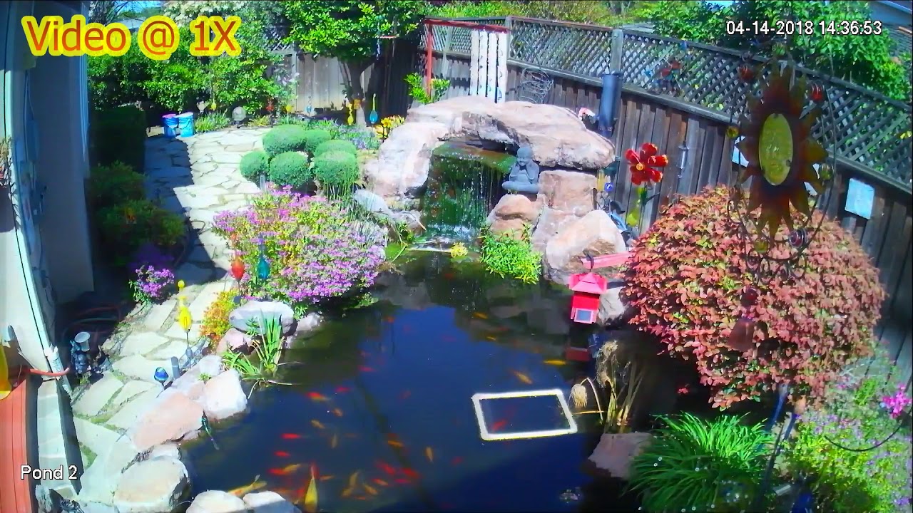 Modified Motion Driven Sprinkler Finally Effective Against Heron At My Koi Pond
