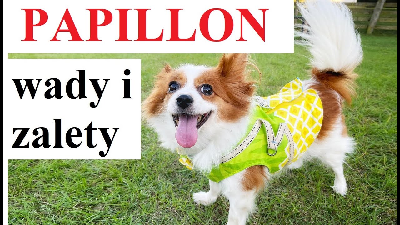Papillon - wady i zalety