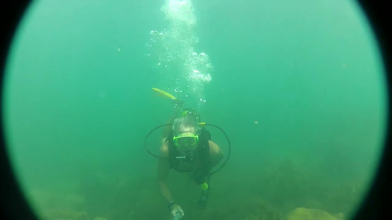 MERGULHO  COM  ARANHA DO MAR