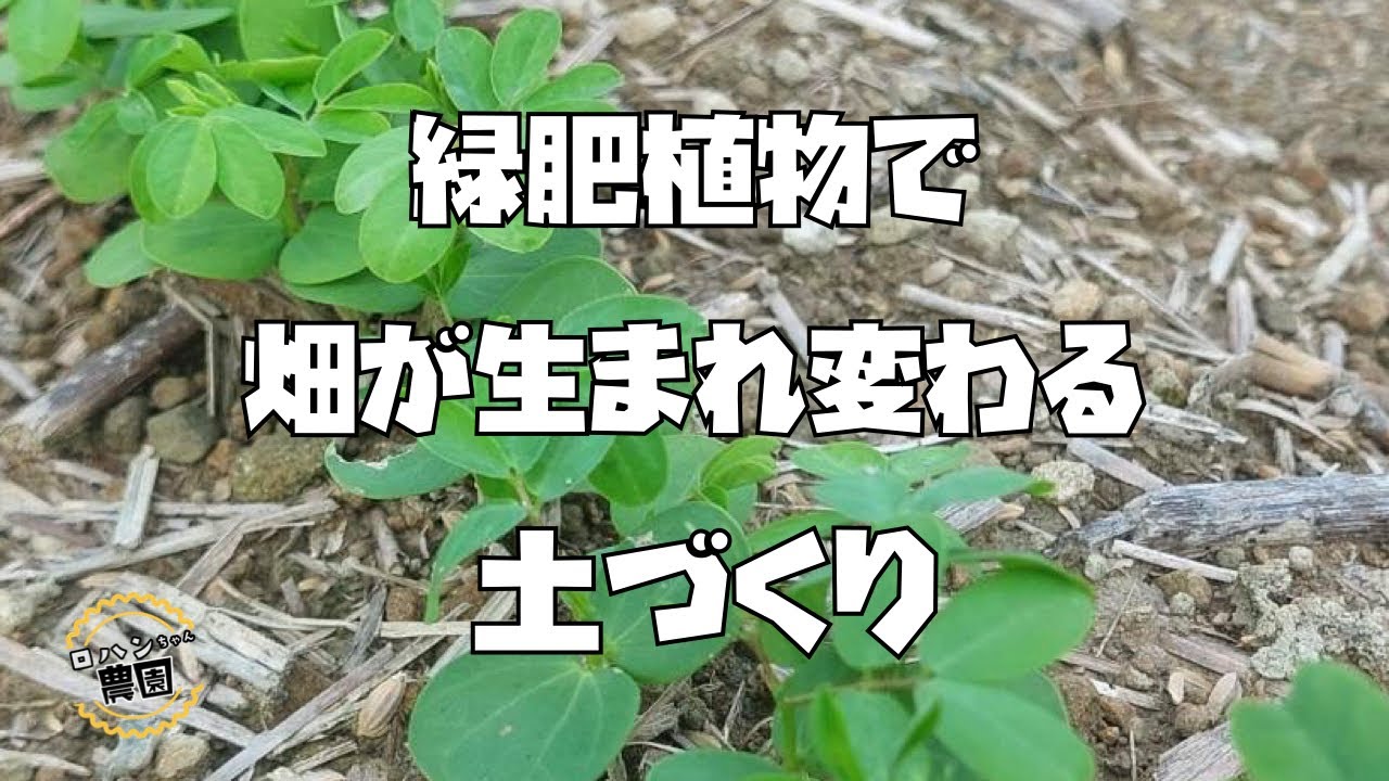 【緑肥】で【土づくり】【線虫】も【雑草】も全部まとめてやっつけろ！！【農家の家庭菜園】