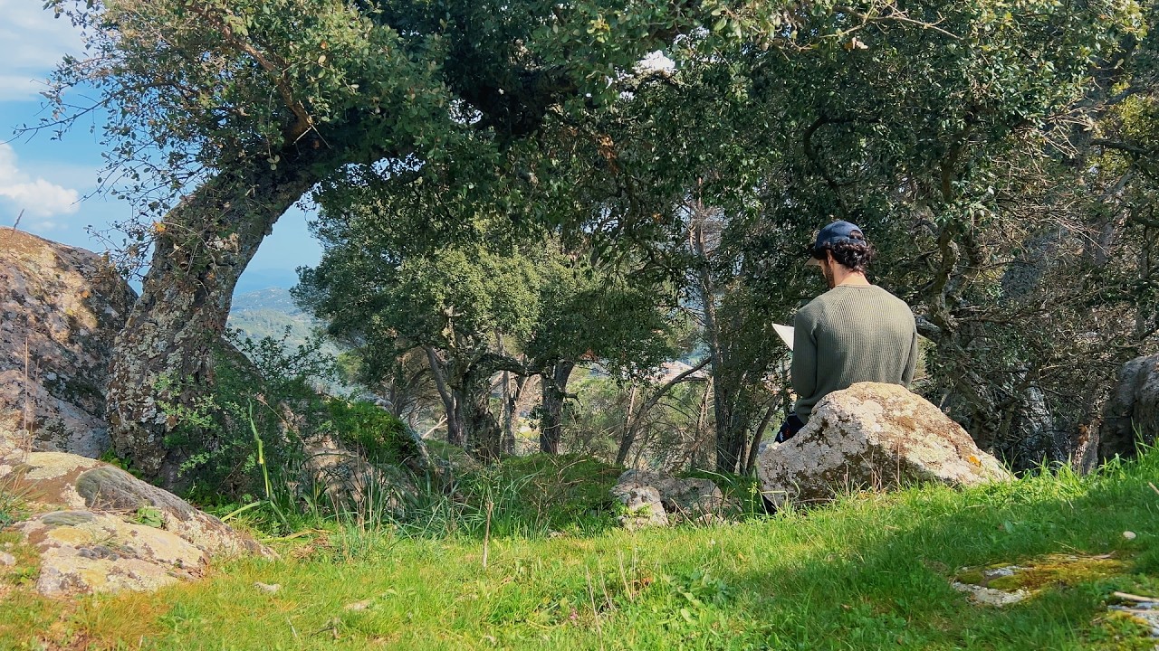 Quiet Reading in Nature | Forest Sounds for Studying, Relaxing & Focus (30 min)