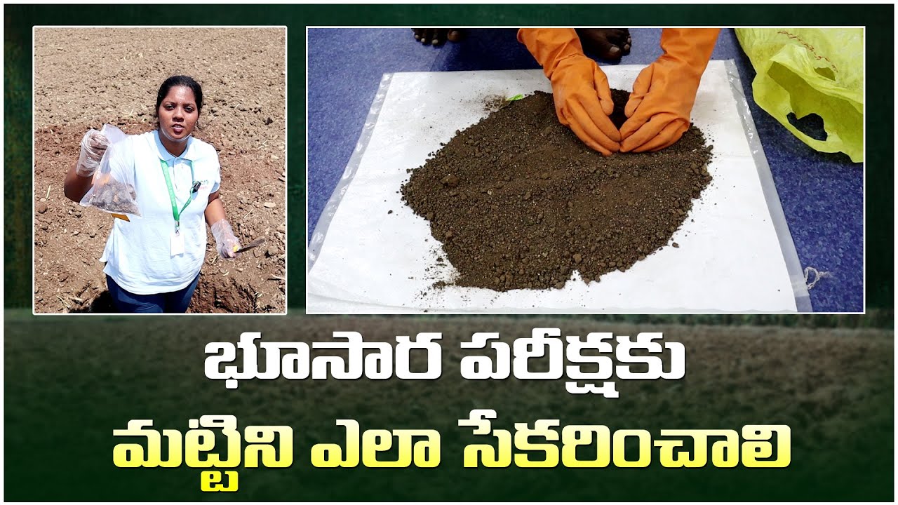 భూసార పరీక్షకు మట్టిని ఎలా సేకరించాలి ? || Soil Testing in Telugu || Soil Sample Collection For Test