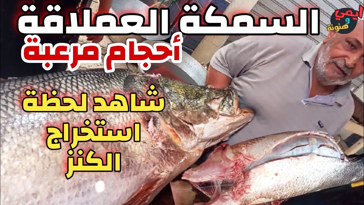 شاهد طريقة شق وتجهيز 🔪 اكبر وحش قشر بياض في مصر 🇪🇬 بوزن ٥٠ ك ✋️ ممنوع الدخول لأصحاب القلوب الضعيفة