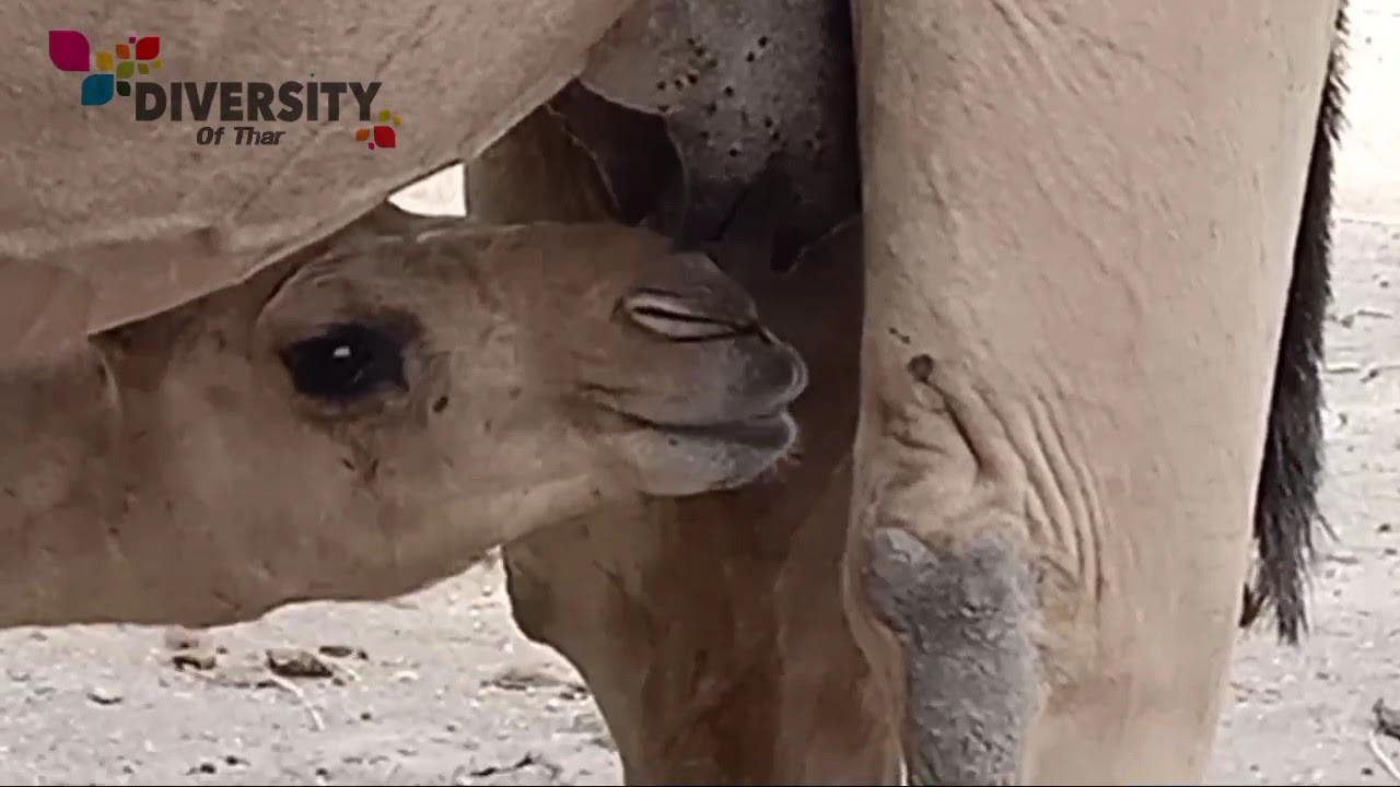 desert camel video || baby camel feeding || camel calf