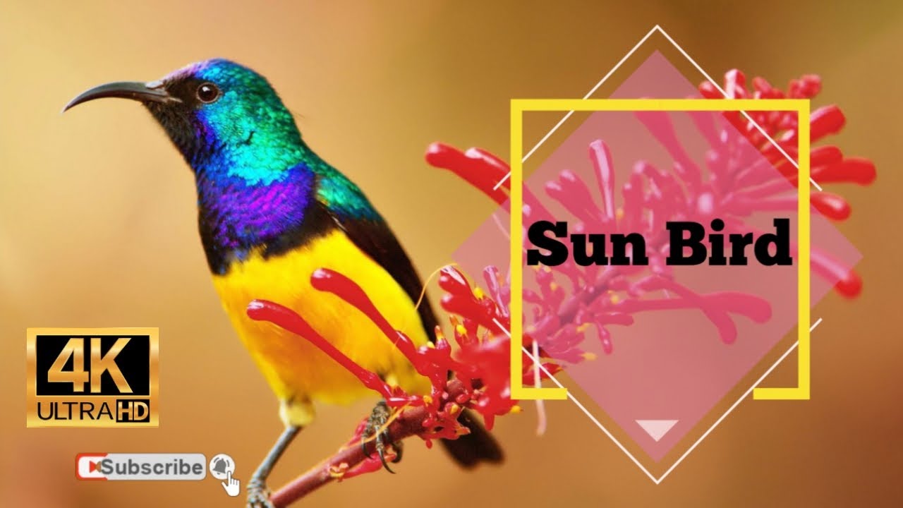 Sunbird - World of Birds 4K