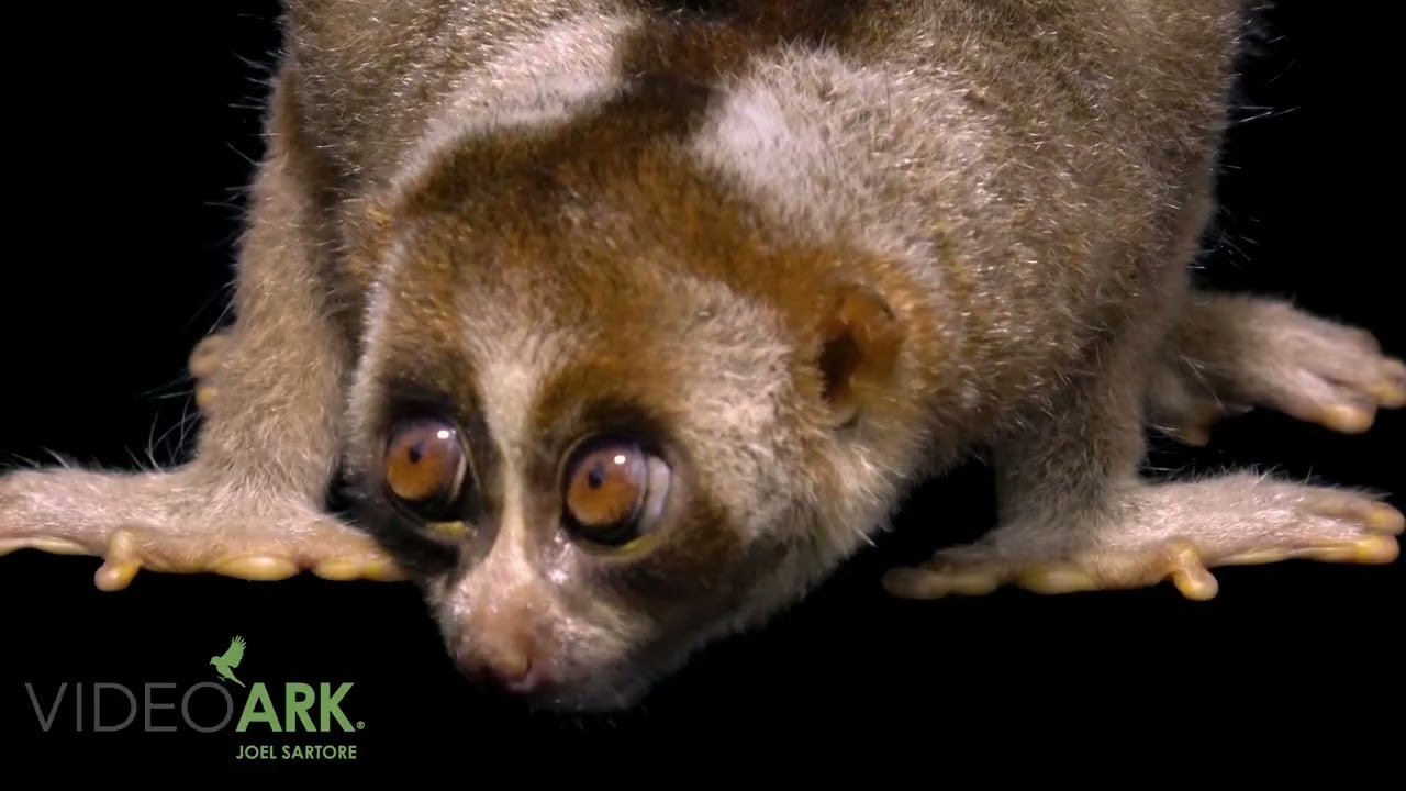 An endangered female Bengal slow loris (Nycticebus bengalensis) named Floppy at the Singapore Zoo