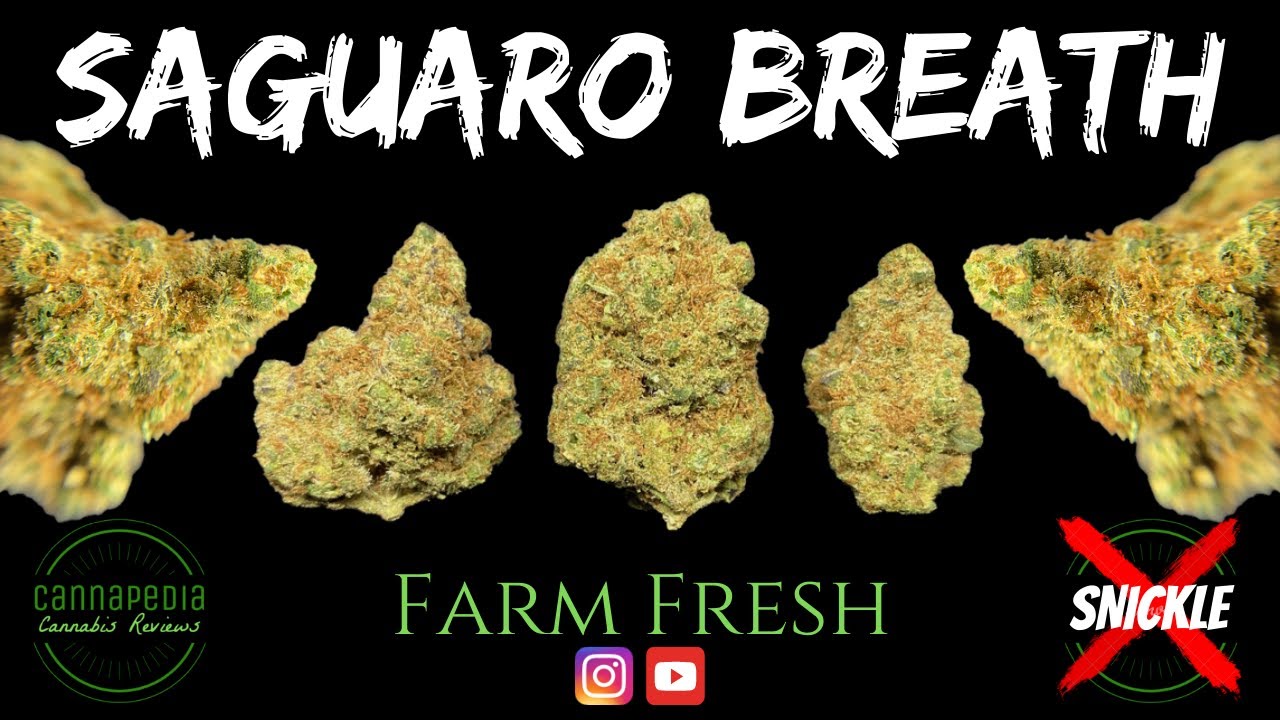 Saguaro Breath Strain Review - Farm Fresh - Cannapedia